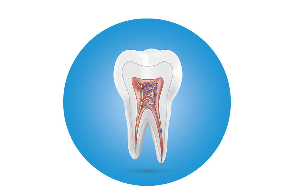 Illustrierter Querschnitt eines Backenzahns mit Zahnschmelz, Zahnbein, Zahnmark mit Blutgefäßen, Wurzelzement und Wurzelhaut und Kieferknochen